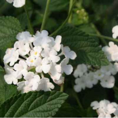 Lantana White Plant